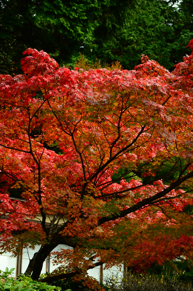 紅葉１