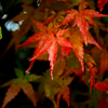 濡れ紅葉