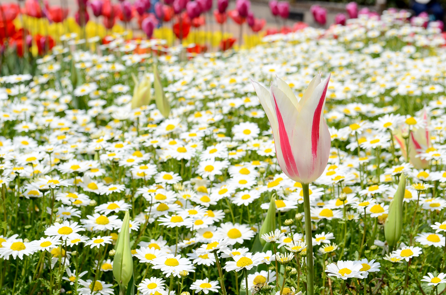 花の海