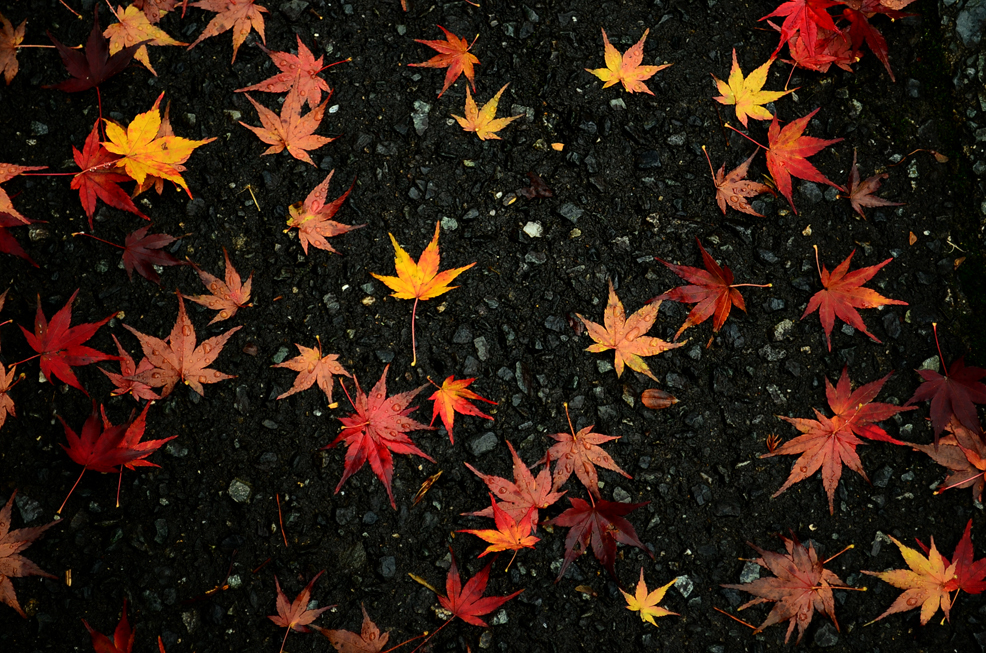 落ち紅葉
