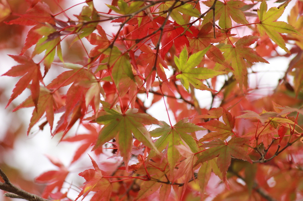 仙台城の紅葉