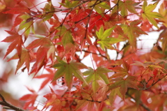 仙台城の紅葉