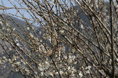 IMG_6029