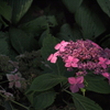 紫陽花
