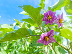 秋晴れと秋茄子の花