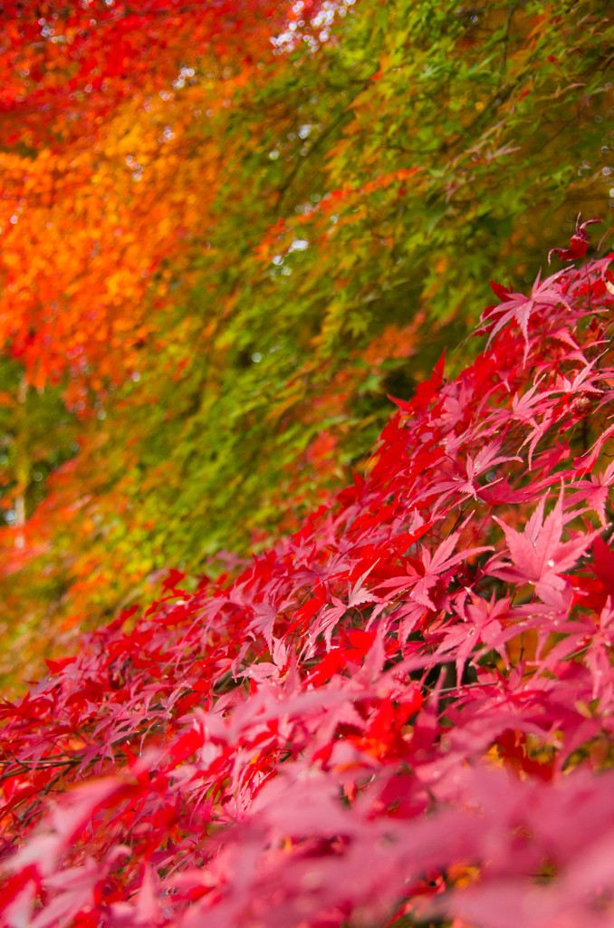 虹色紅葉