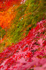 虹色紅葉