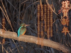 カワセミ