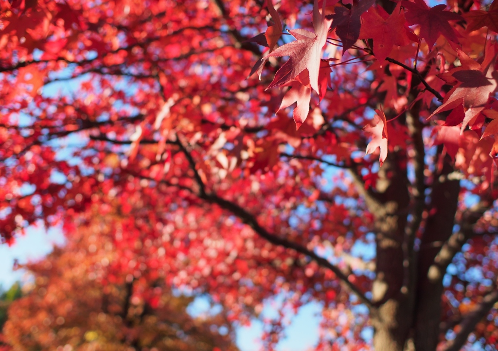 紅葉