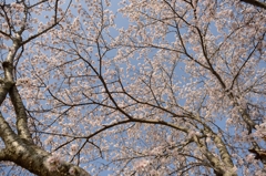 LAST SAKURA