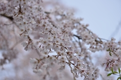 堀池の枝垂れ桜