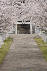 桜道