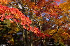 紅葉