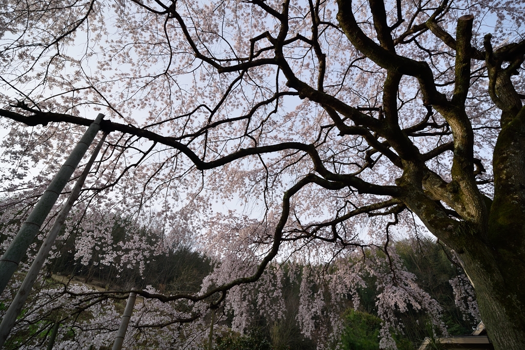 堀池の枝垂れ桜