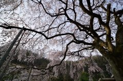 堀池の枝垂れ桜