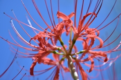 曼珠沙華
