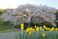 しだれ桜