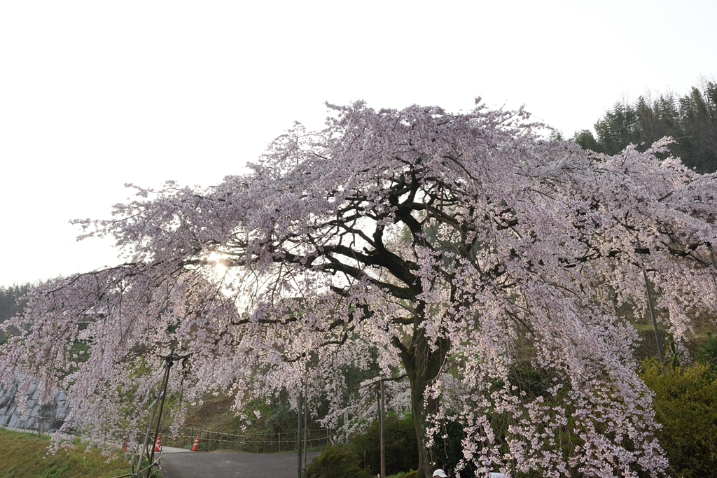 堀池の枝垂れ桜