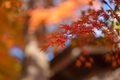 紅葉