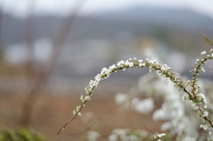 庭に咲いてる花