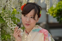 石井町藤まつり