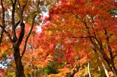 紅葉