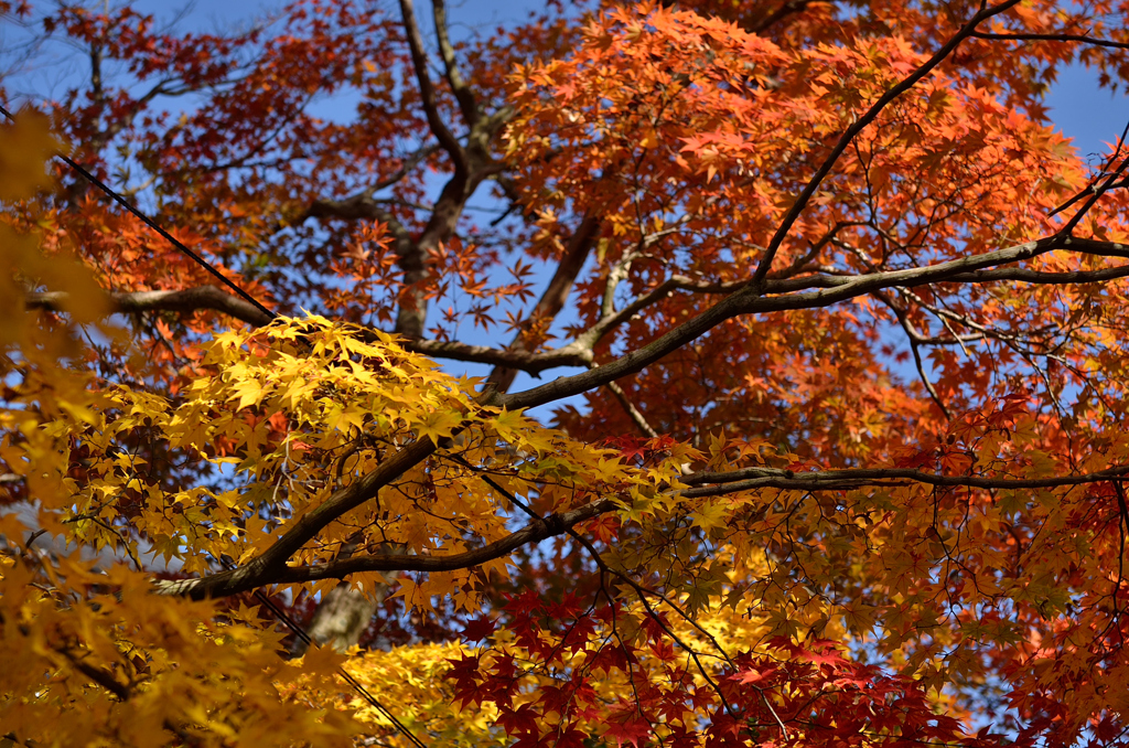 紅葉