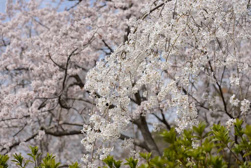 SHIDAREZAKURA