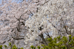 SHIDAREZAKURA