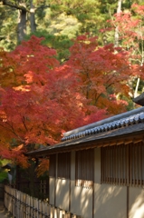 栗林公園の紅葉