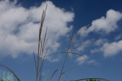 秋の空