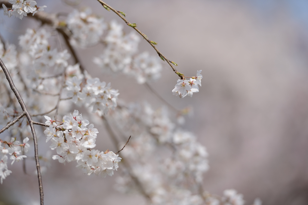 SHIDAREZAKURA