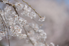 SHIDAREZAKURA