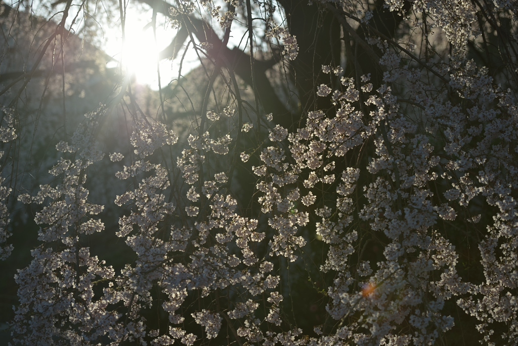 しだれ桜
