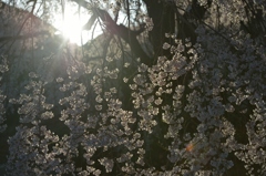 しだれ桜