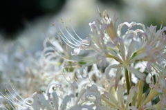 曼珠沙華