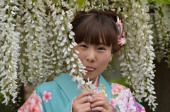 石井町藤まつり