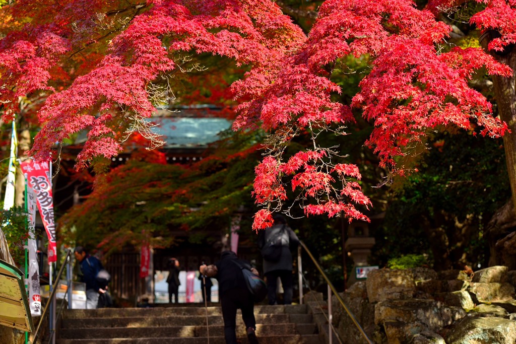 紅葉