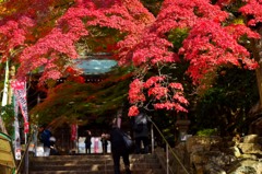 紅葉