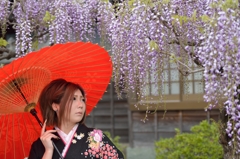 藤まつり
