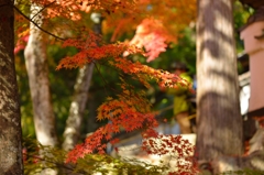 紅葉