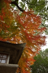 金毘羅さんの紅葉