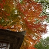 金毘羅さんの紅葉