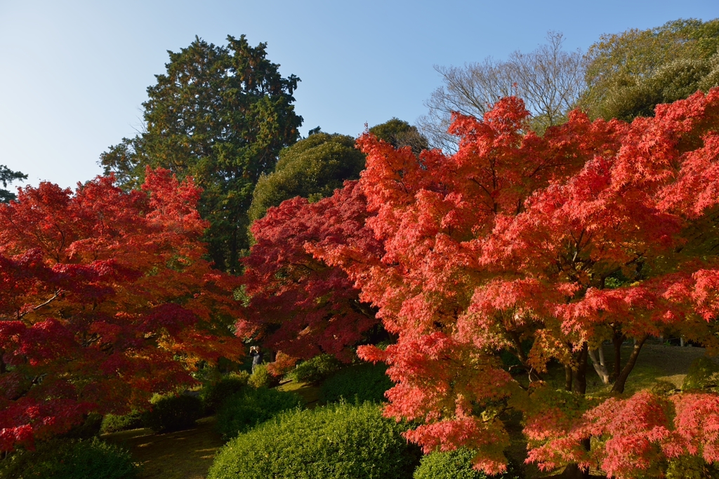 栗林公園の紅葉
