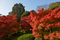 栗林公園の紅葉