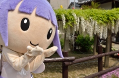 石井町藤まつり