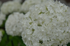 庭の花