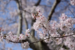LAST SAKURA