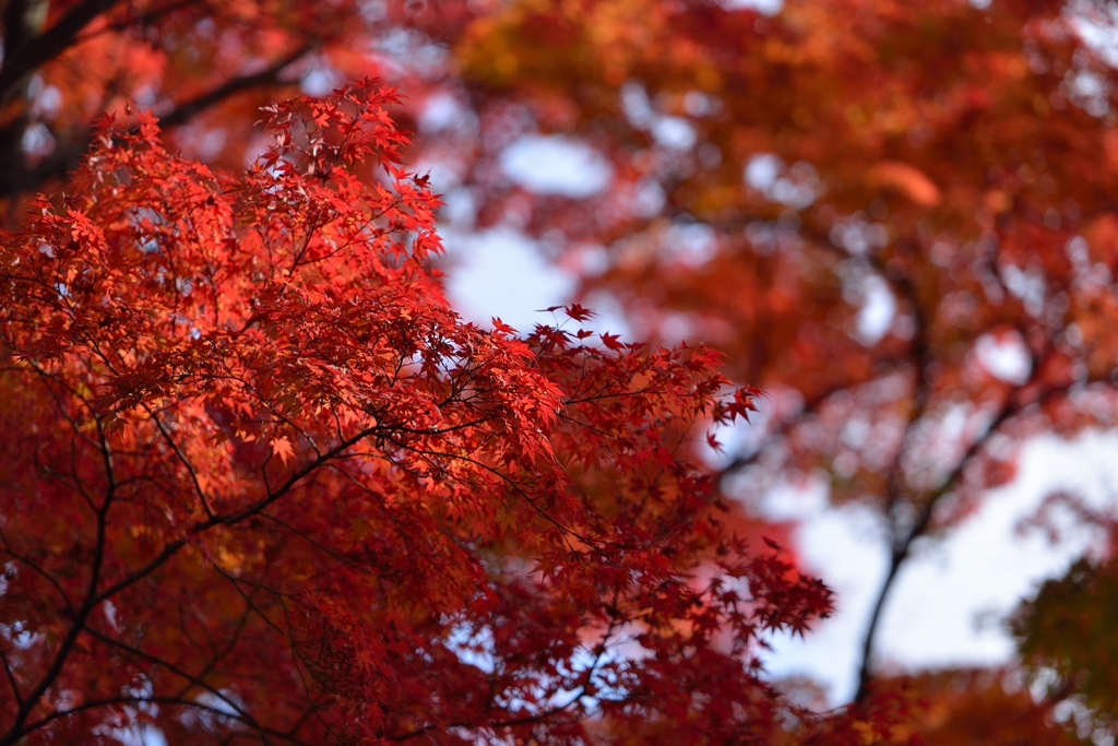 紅葉