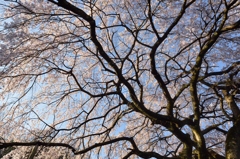 しだれ桜